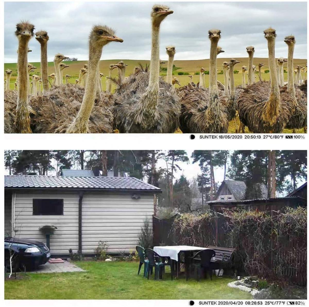 LTE 4G Cellular Trail Cameras Cámara inalámbrica de video en vivo de 30MP 4K - Tarjeta SIM gratuita