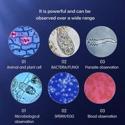 Co Można Zobaczyć Przez Mikroskop Optyczny?