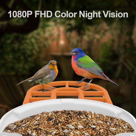 Caméra de Mangeoire à Oiseaux FHD 1080P Oiseaux Exterieur, Caméra  d'oiseaux, AI Reconnaissance des Espèces d'Oiseau, Caméra WiFi à Batterie,  Capture