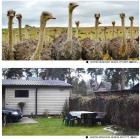 Trail Camera LTE 4G Cellular Tracking Camera 30MP 4K Waterproof Game Hunting Camera (EU Plug)