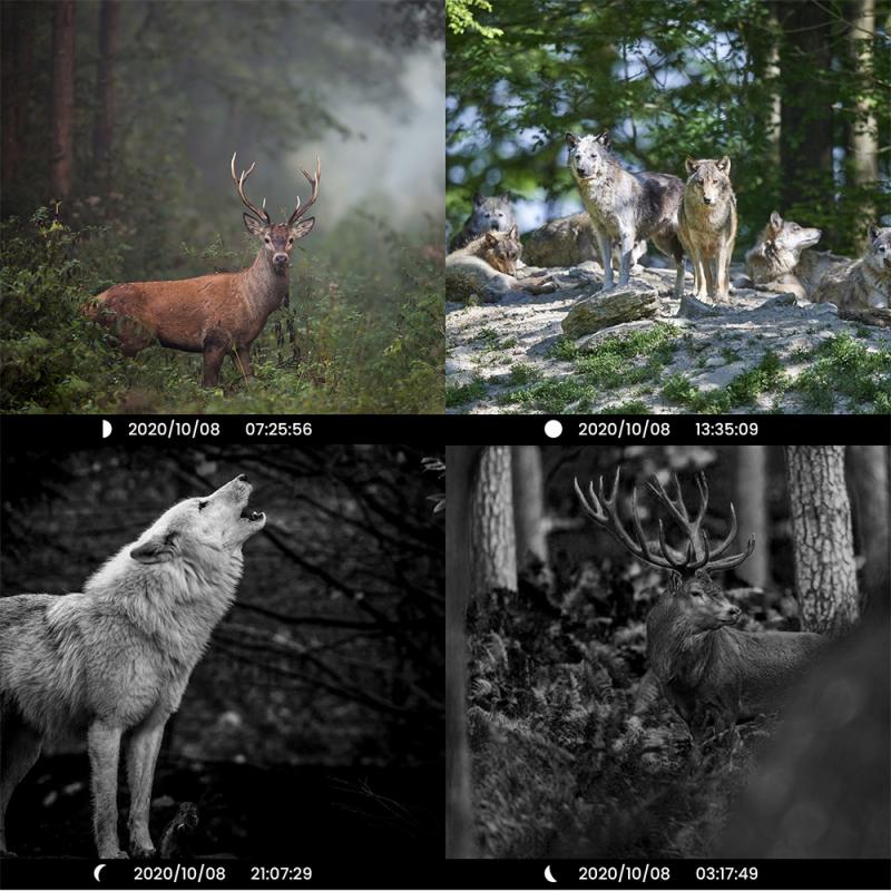 Choosing the right location for your Toguard wildlife camera