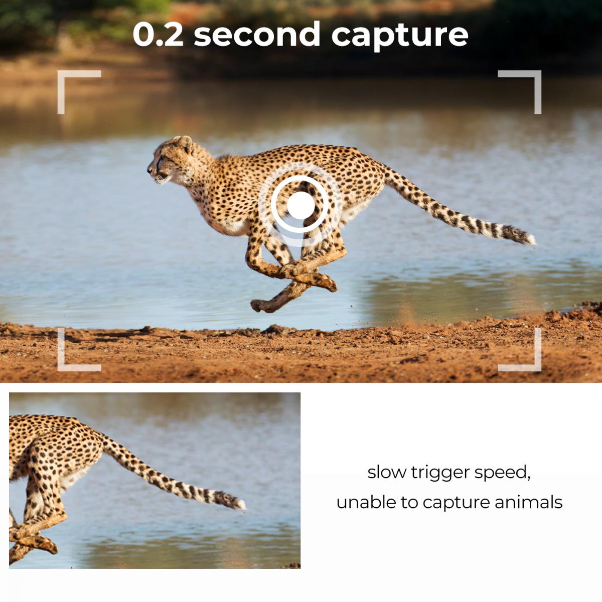 24MP*1296P nattesyn, 120° vidvinkel*0,2S trigger 2" skærmsporingskamera i Maple med AA alkalisk batteri og 64G højhastigheds SD-kort