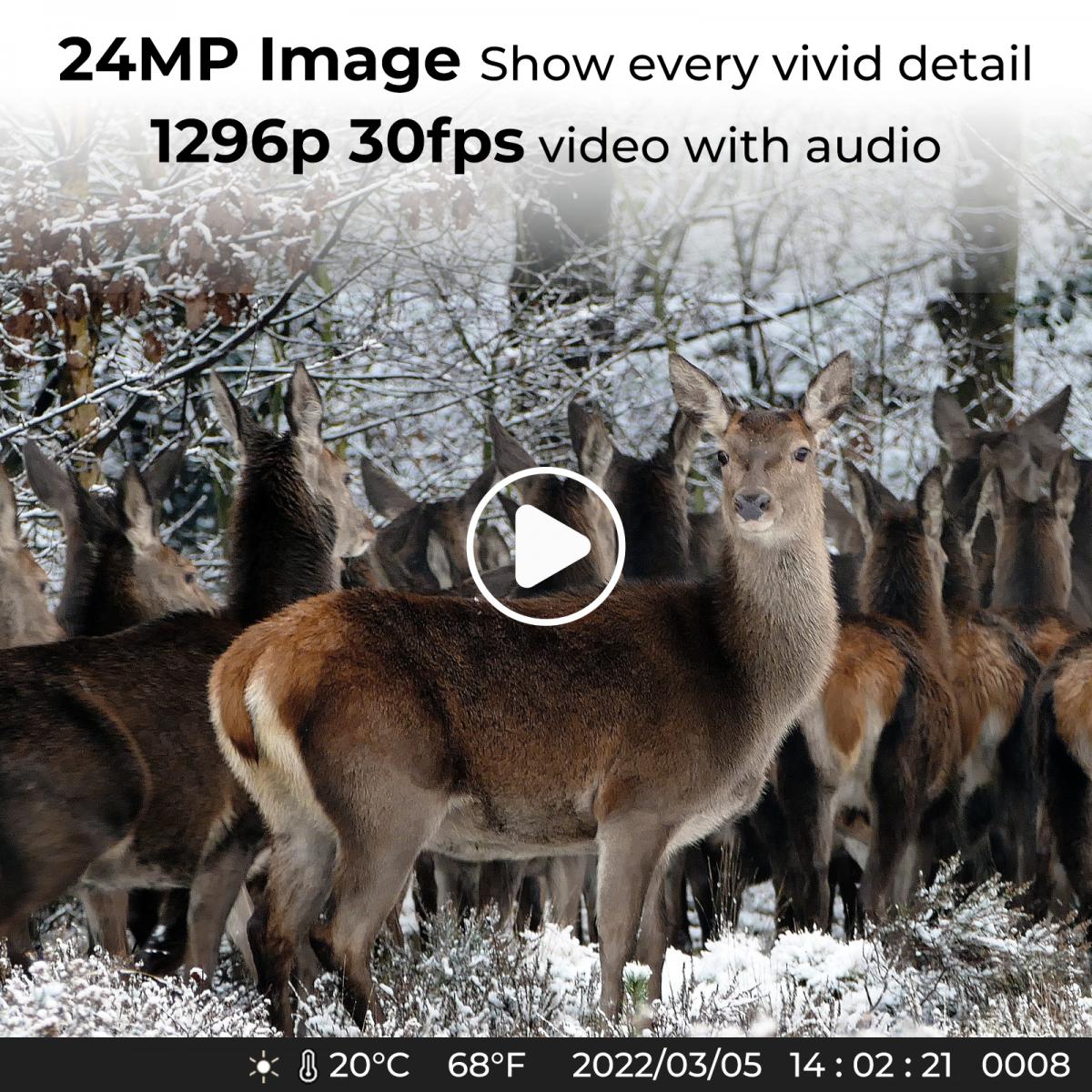 24MP*1296P night vision, 120° wide angle*0.2S trigger 2" screen hunting camera in white rock with AA alkaline battery and 64G high speed SD card